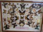 butterflycollection_small.jpg